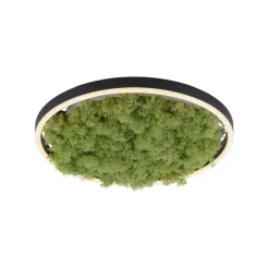 Sklep Kaja Dekoracyjna lampa LED z naturalnym mchem 15391-66 GREEN RITUS | Kaja