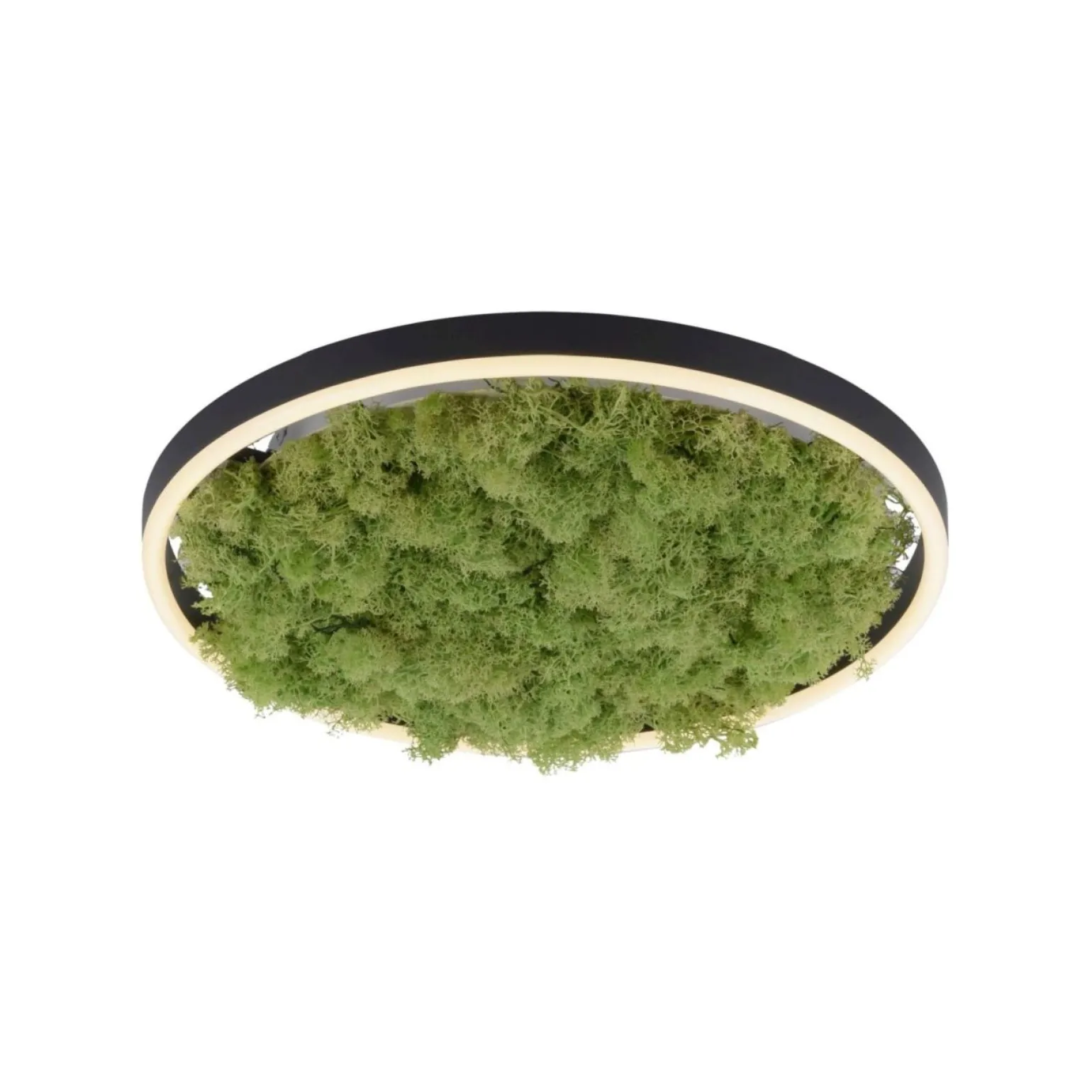 Sklep Kaja Dekoracyjna lampa LED z naturalnym mchem 15391-66 GREEN RITUS | Kaja